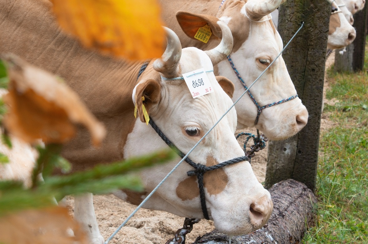 Impression von der Herbstviehschau Anger in Zwischenflüh.