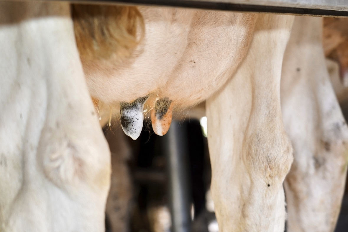 Impressionen vom Melkstand.