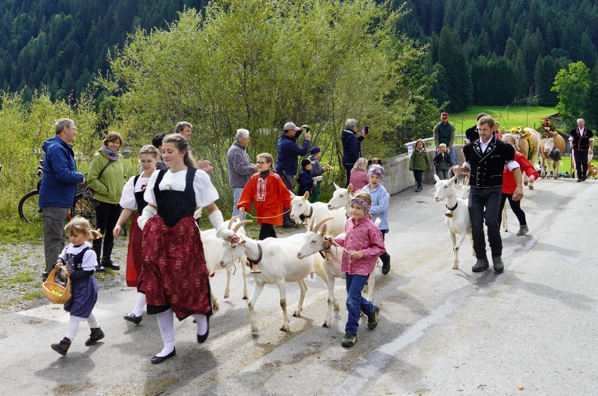 In der Züglete von der Alp Flösch waren auch Geissen dabei.