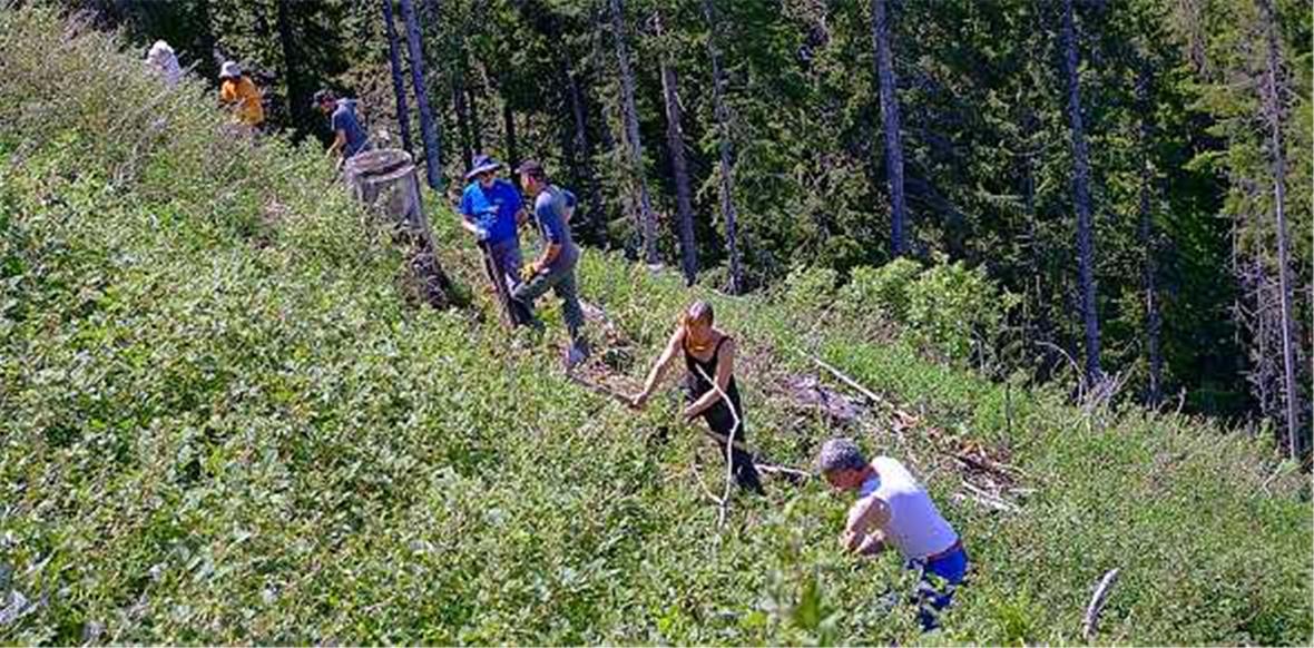 Jeppersgraben, Bäuertgemeinde Hintereggen: Hautnah Wald erleben. Dieses Jahr wird erstmals beide Wochen nur auf der Schattseite gearbeitet.