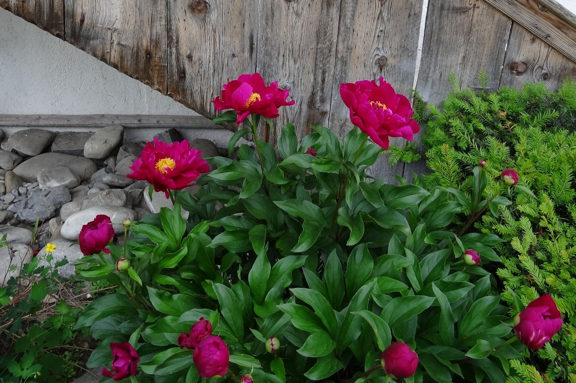 Jetzt (endlich) auf dem Gartensommerweg zu bestaunen: Pfingstrosen in voller Blü...