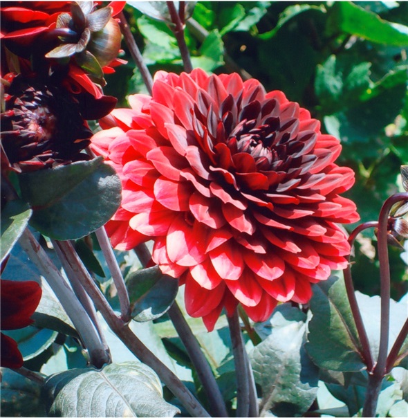 Jetzt ist die Zeit der Dahlienblüten.