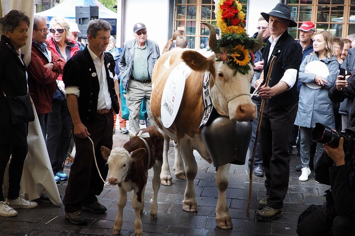 Johann von Grünigen mit neun Tage altem Kälbchen und Mike von Grünigen mit einer...