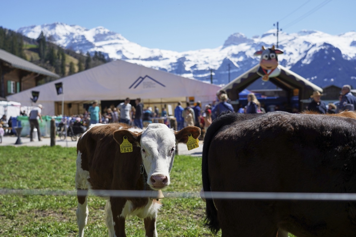 Kälber, Berge, Festzelt: Dass Landwirtschaft und Tourismus durchaus zusammenpass...