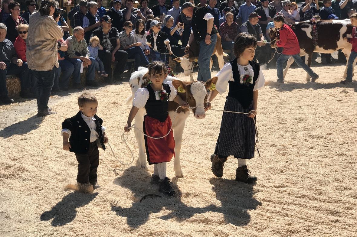 Kälberpräsentation: Stolz werden die Kälbchen im Ring präsentiert.