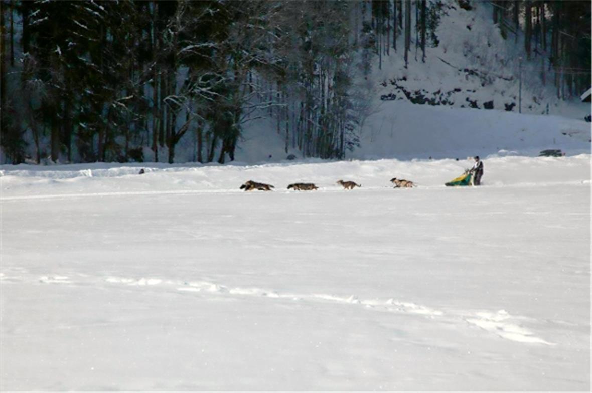 Kategorie Sprint 8 Hunde