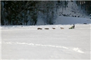 Kategorie Sprint 8 Hunde