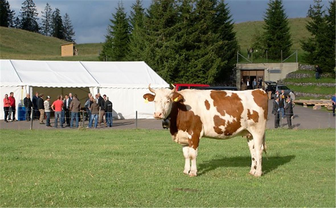 Kein Grossaufmarsch zur Informationsveranstaltung des BFM vor der Militär-Unterkunft am Jaunpass. Rind Berna sorgte für die «musikalische» Begleitung.