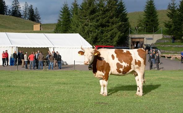 Kein Grossaufmarsch zur Informationsveranstaltung des BFM vor der Militär-Unterkunft am Jaunpass. Rind Berna sorgte für die «musikalische» Begleitung.