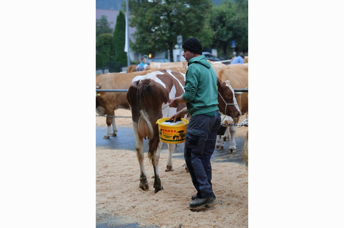 Keine Kuh geht ungewaschen zur Beurteilung.