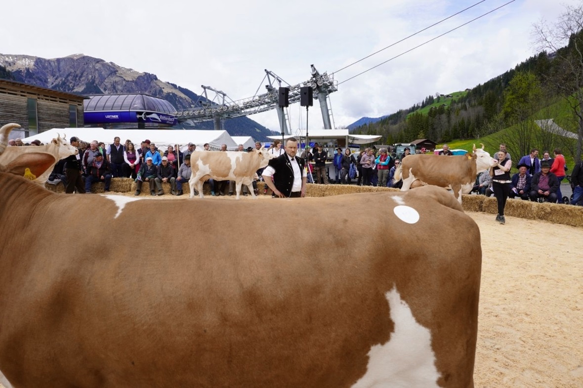 Keine leichte Aufgabe: Juror Christian Zurbrügg beim Begutachten der Tiere im Ri...