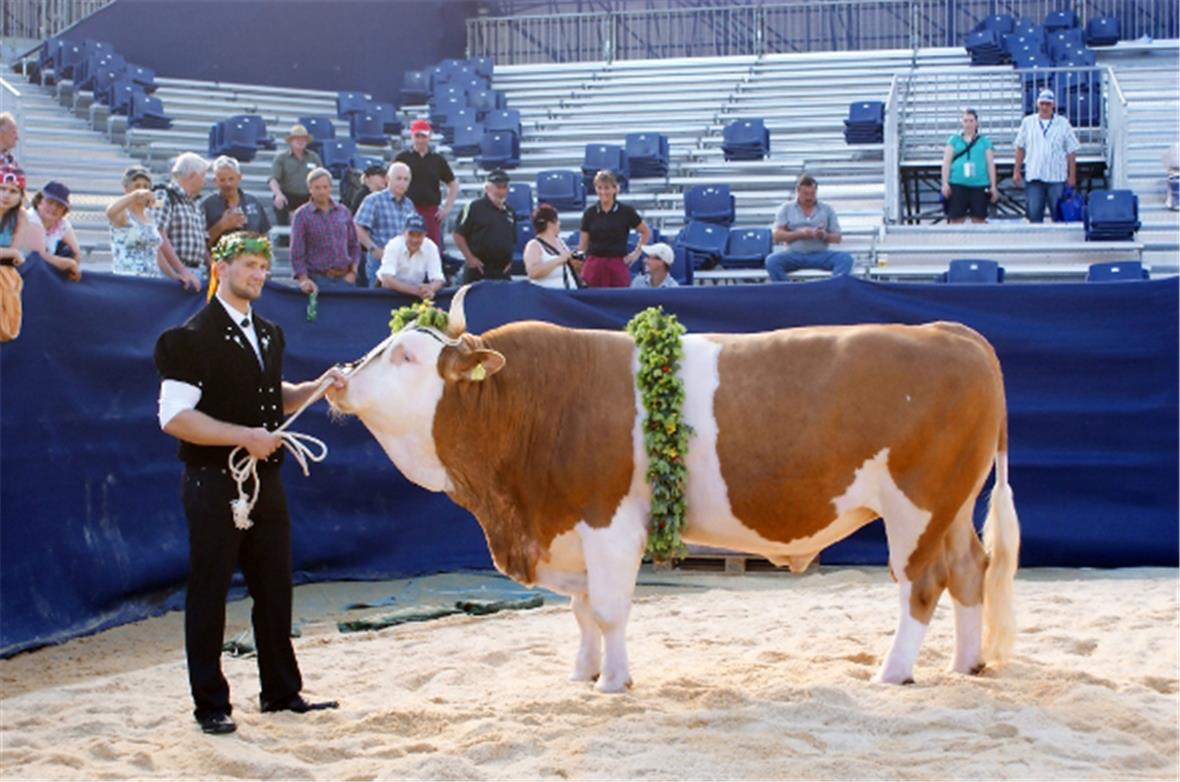Kilian Wenger (Mister Schwingerkönig 2009) mit dem prachtvollen Siegermuni «Clau...