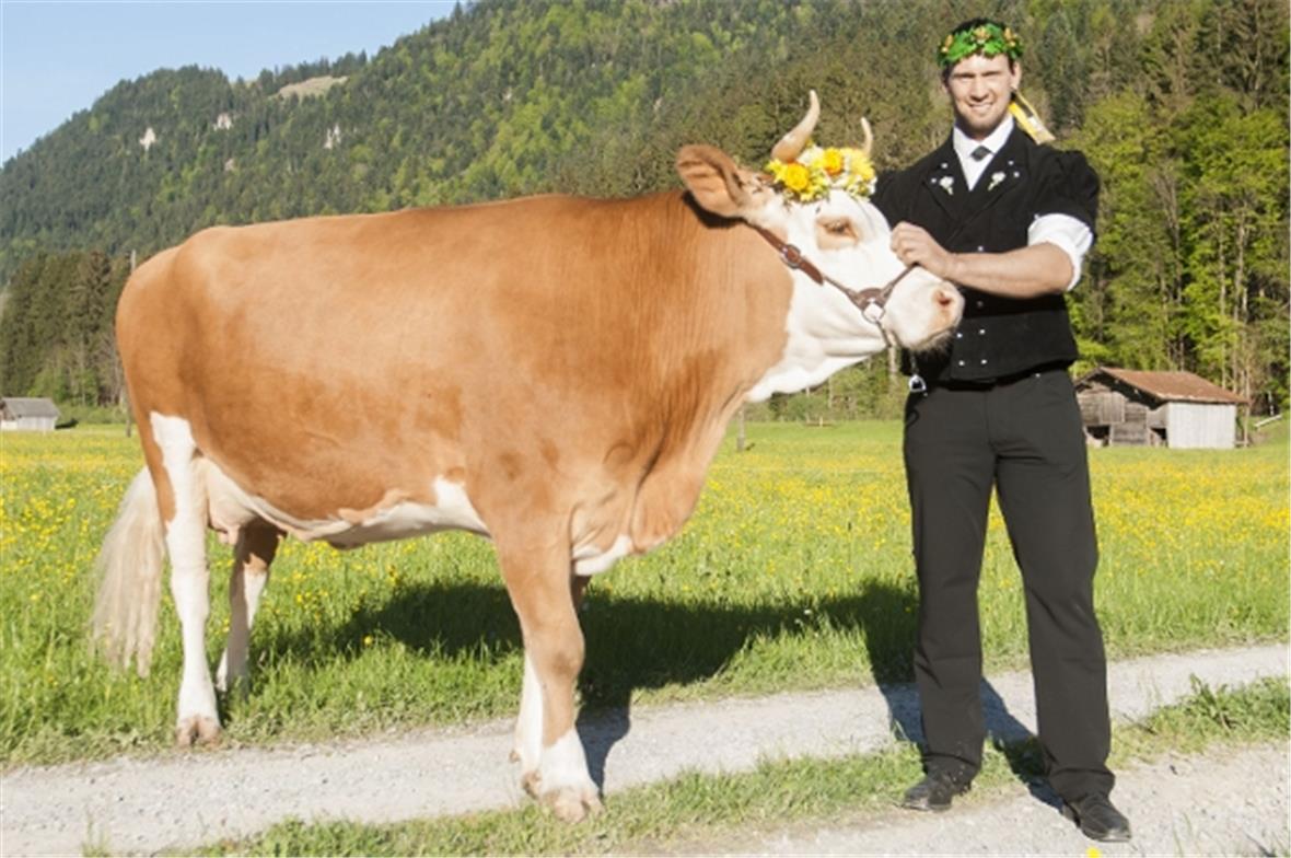Kilian Wenger mit Lebendpreis, der Kuh «Angelina», welche kurzfristig für die ve...