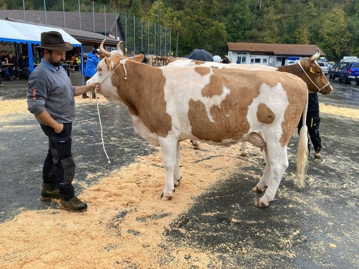 Klasse 4: Kuh Fara von Hanspeter Zahler.