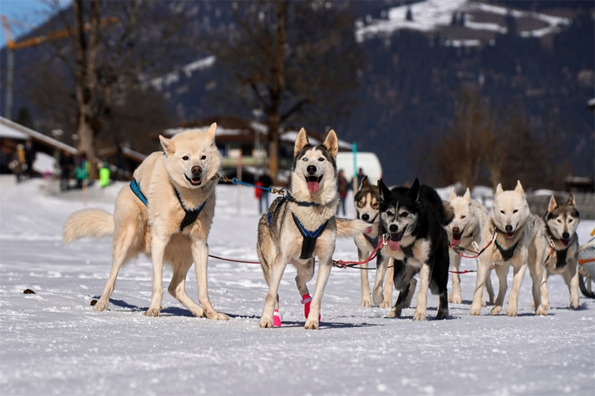 Kleine Panne: Wenn der Leithund «mal muss», geht nichts mehr. 