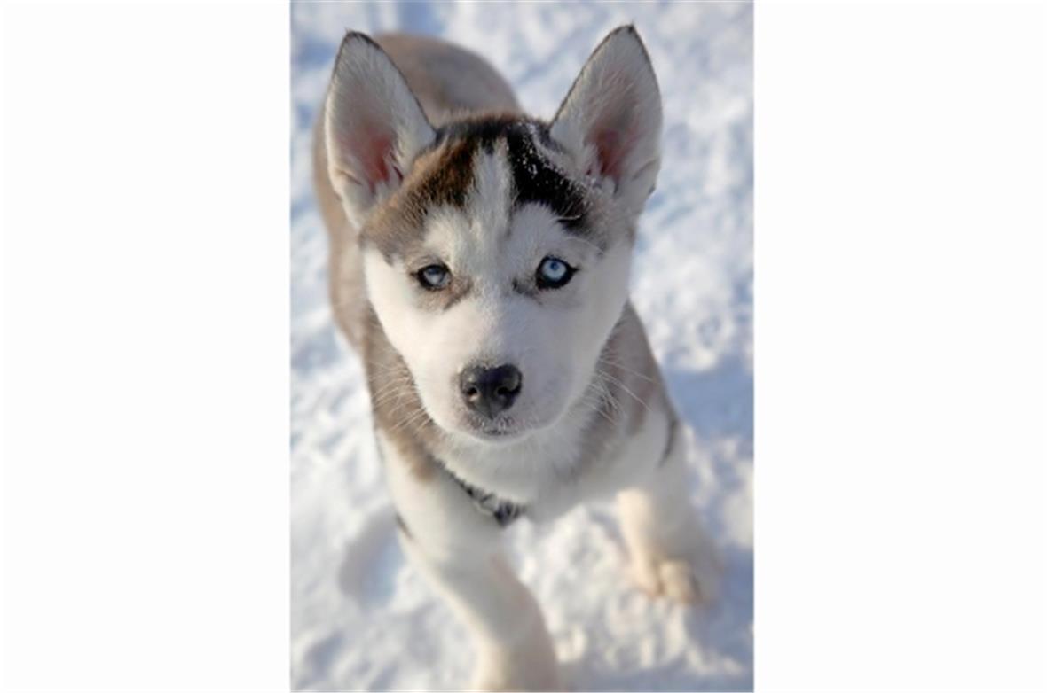 Kleiner Husky