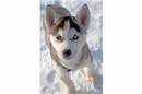 Kleiner Husky