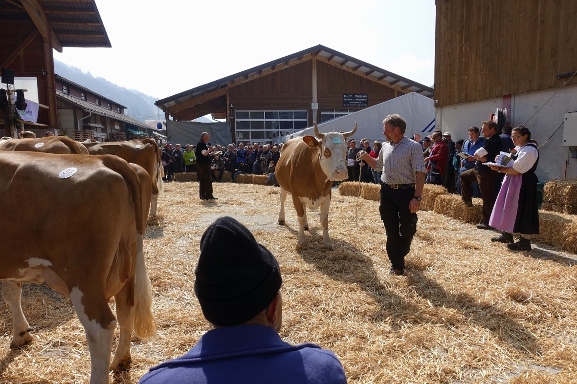 Konzentrierte Arbeit im Ring: Während Experte Andreas Brügger aus Erlenbach die ...