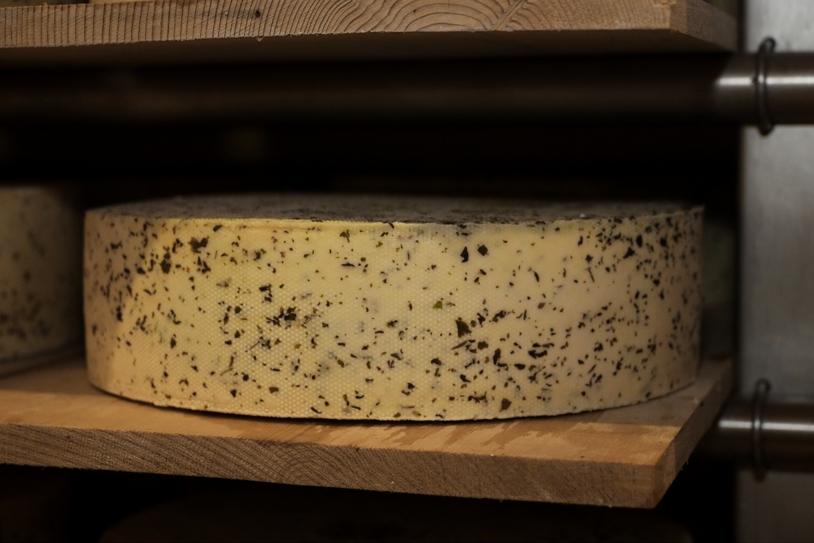 Kräuter Bergkäse im Reifekeller.