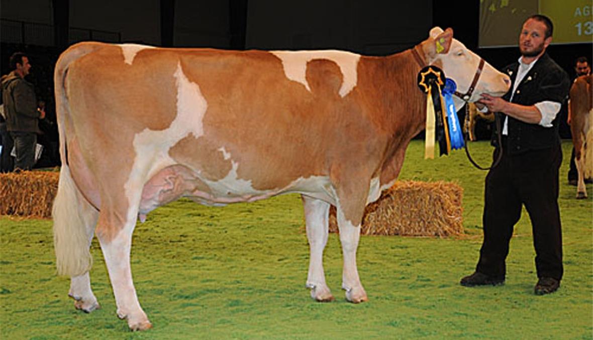 Grosserfolg der Simmentaler Züchter an der Swiss Expo in Lausanne Kuh «Marisa», von Edwin Griessen, Matten verteidigte ihren Schöneuter-Titel.