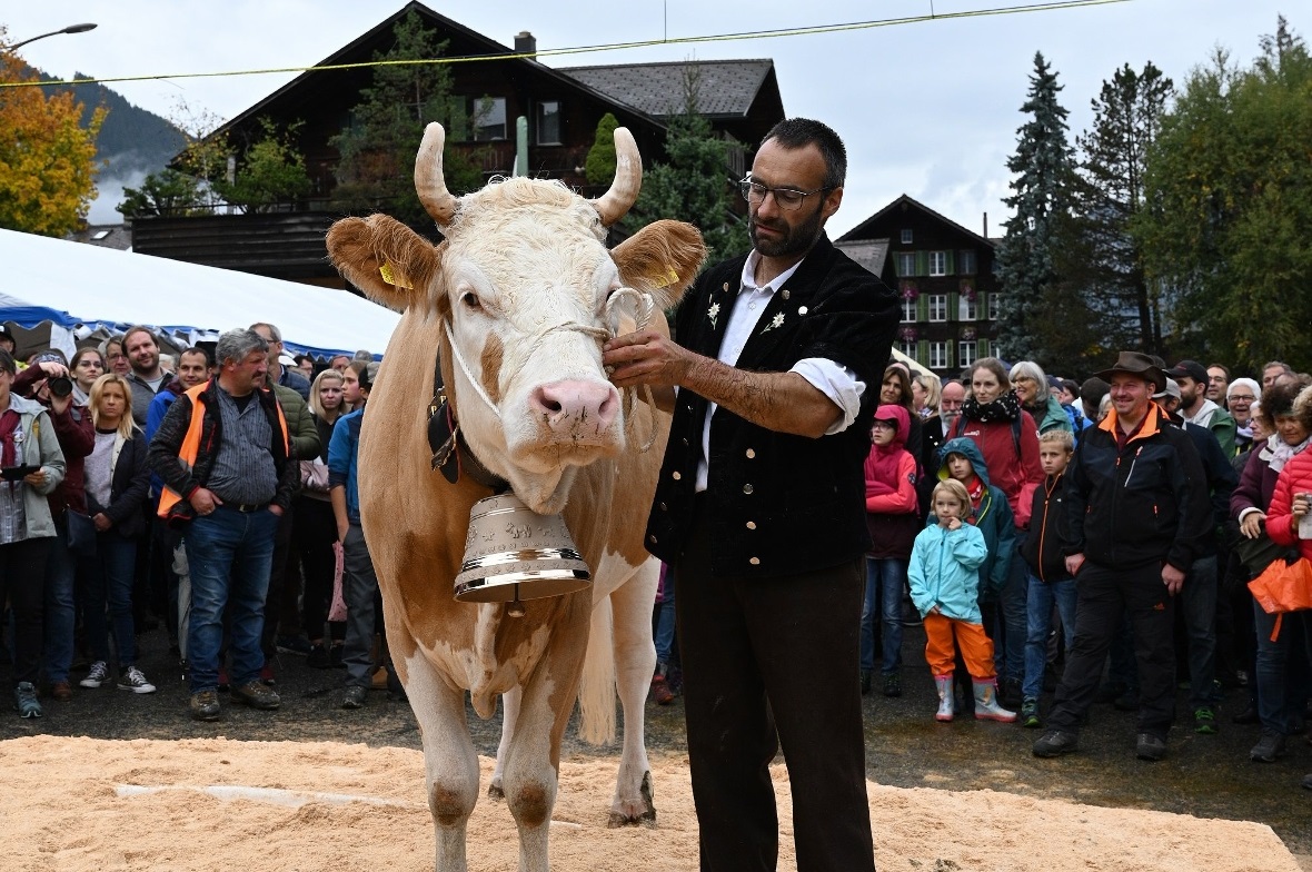 Kuh Selina wurde am Älplerfest vom Publikum zur Miss Lenk gewählt.