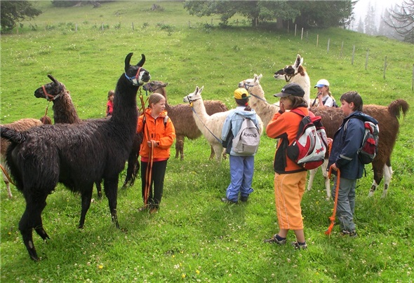 Lama-Trekking