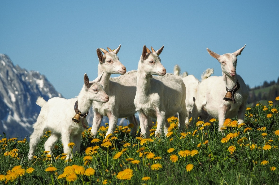 Lebensfreude pur strahlen die jungen «Gibeni» aus Mannried in den Remissere ober...