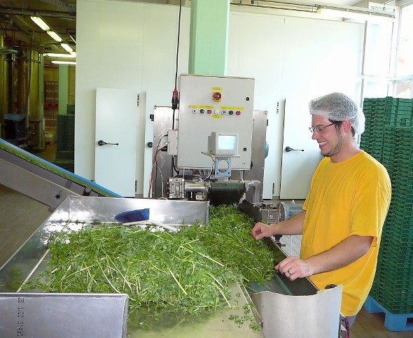 Letzte Kontrolle der Petersilie.