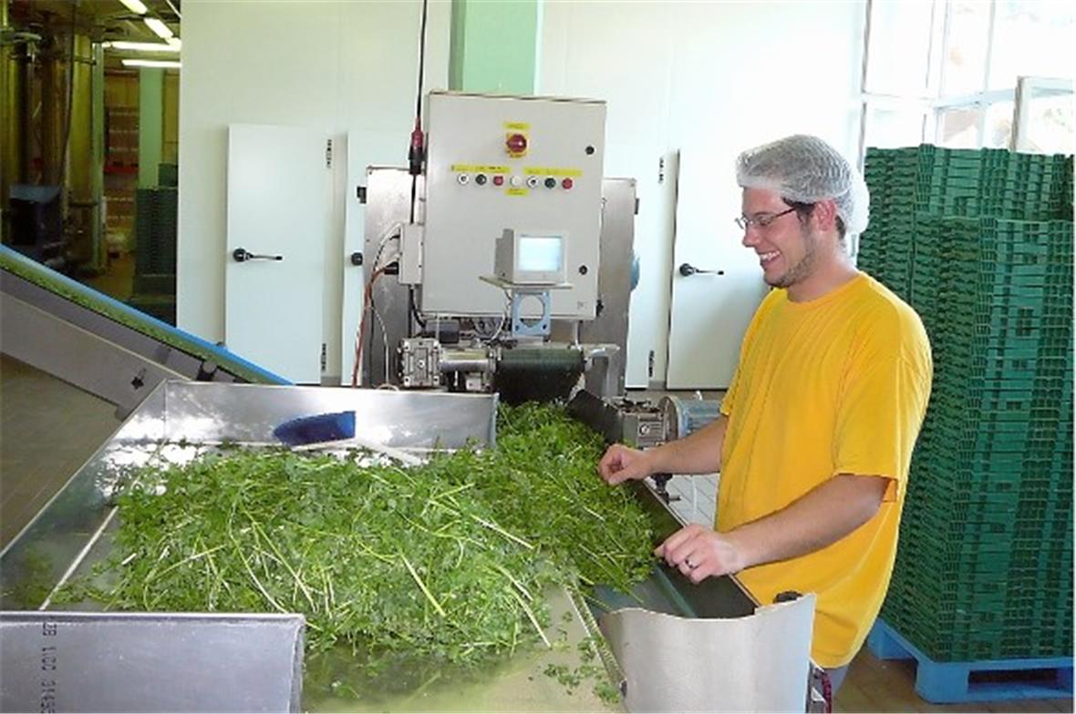 Letzte Kontrolle der Petersilie.