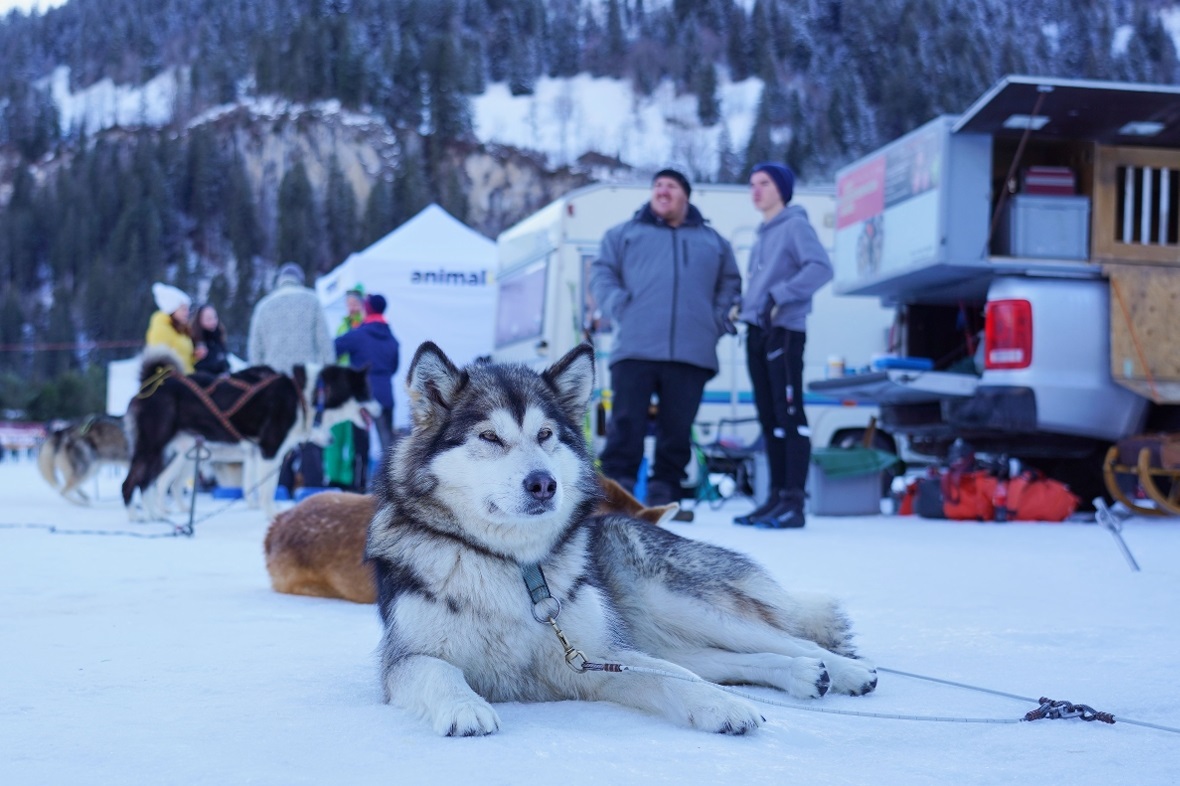Liessen es ausserhalb der Rennen auch ruhig angehen: Die Schlittenhunde.