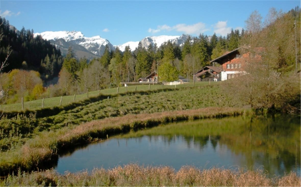 Das Schönste von vielen schönen Bildern Löschwasserweiher in Grubenwald Maggie Tschanz, Zweisimmen