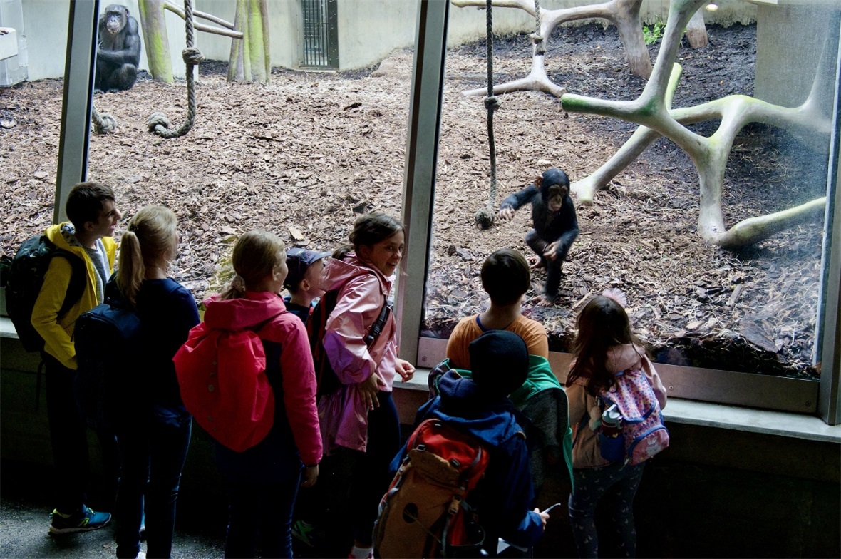 Lustige Schimpansen Kinder