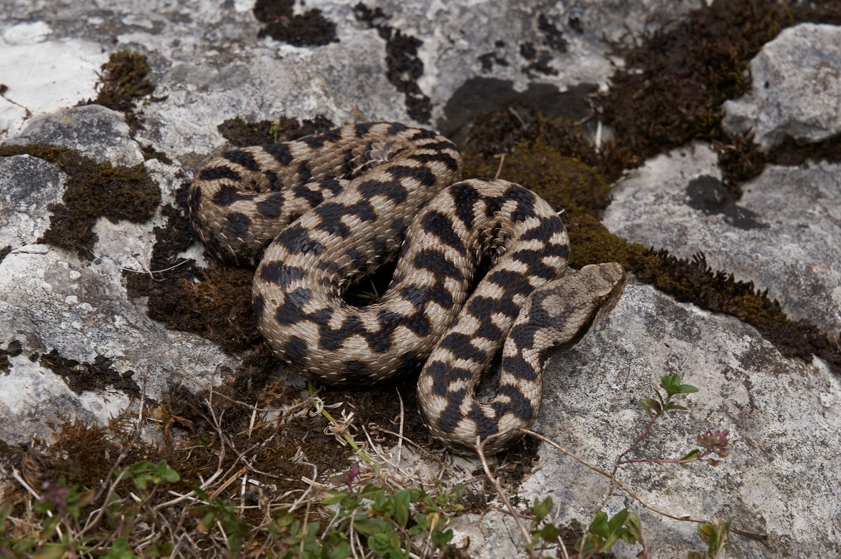 Man könnte glauben, die Schlangen hätten für die Exkursionsteilnehmer posiert.