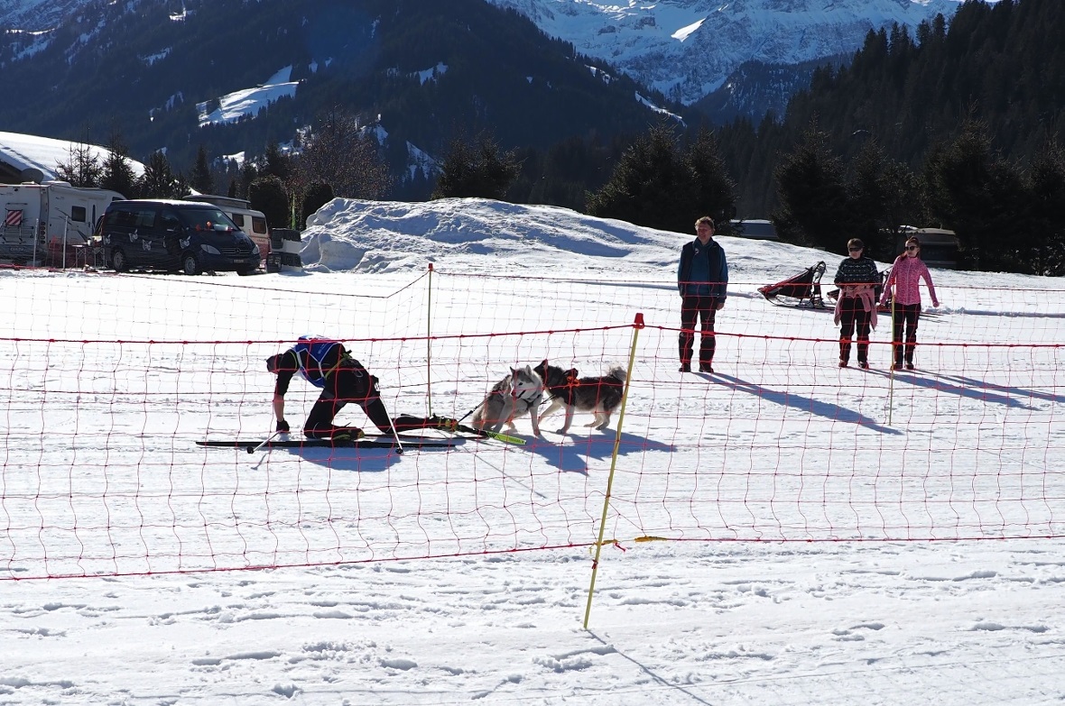 Manchmal sind nicht die Hunde am Ende, sondern die Langläufer – er stürzte kurz ...