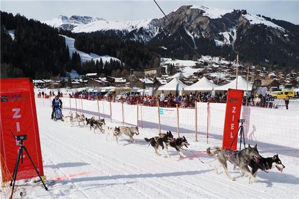 Manuela Walter kommt mit ihren zehn reinrassigen Schlittenhunden ins Ziel.