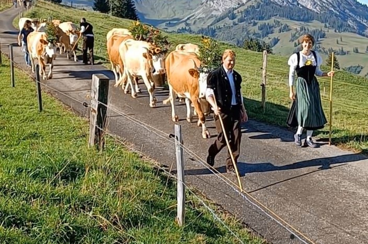 Abschied von der Alp Maienfall Marcel Stocker führte zusammen mit Partnerin Ursula Feuz die Züglete an.