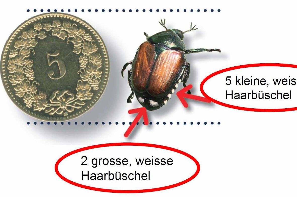 Merkmale des Japankäfers.