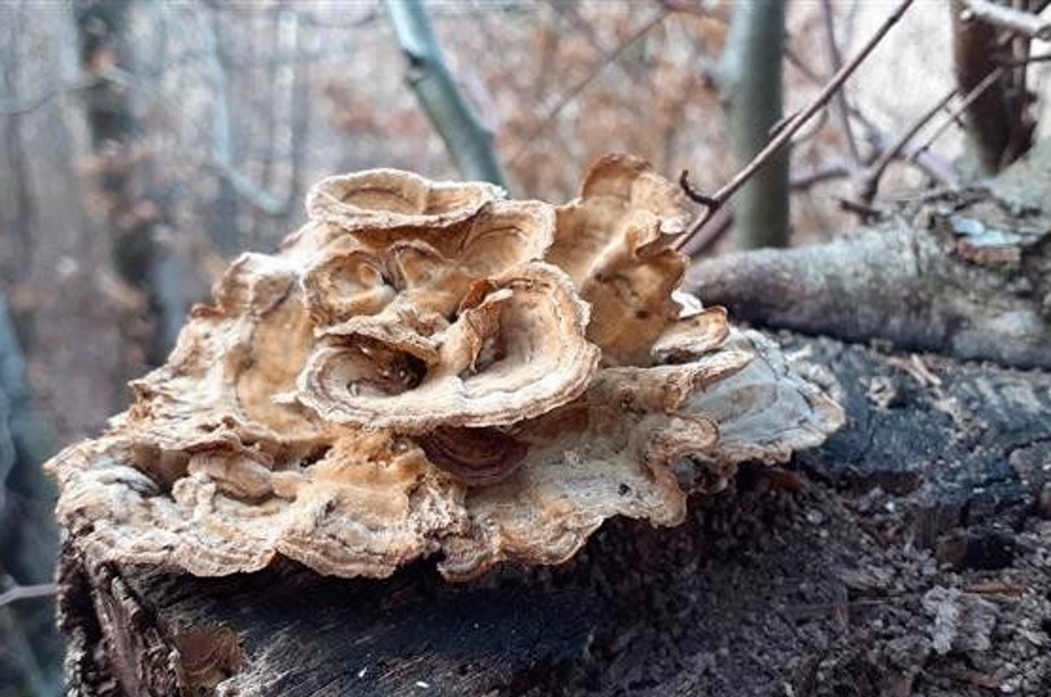 «Mir hat der Tag im Wald sehr gefallen. Fabienne und ich sahen diesen schönen Pilz.» (Lyzeloth Rebel, Fabienne Riesen)