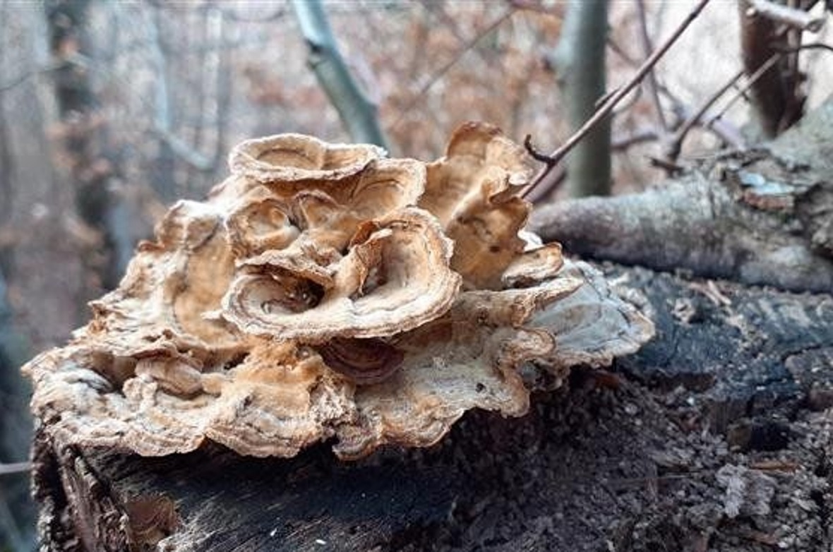 «Mir hat der Tag im Wald sehr gefallen. Fabienne und ich sahen diesen schönen Pi...