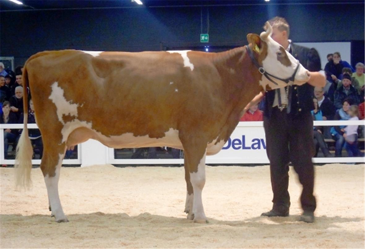 Miss-Anwärterin Kühe Swiss Fleckvieh: Ophir Nina von Björn Perren, St.Stephan