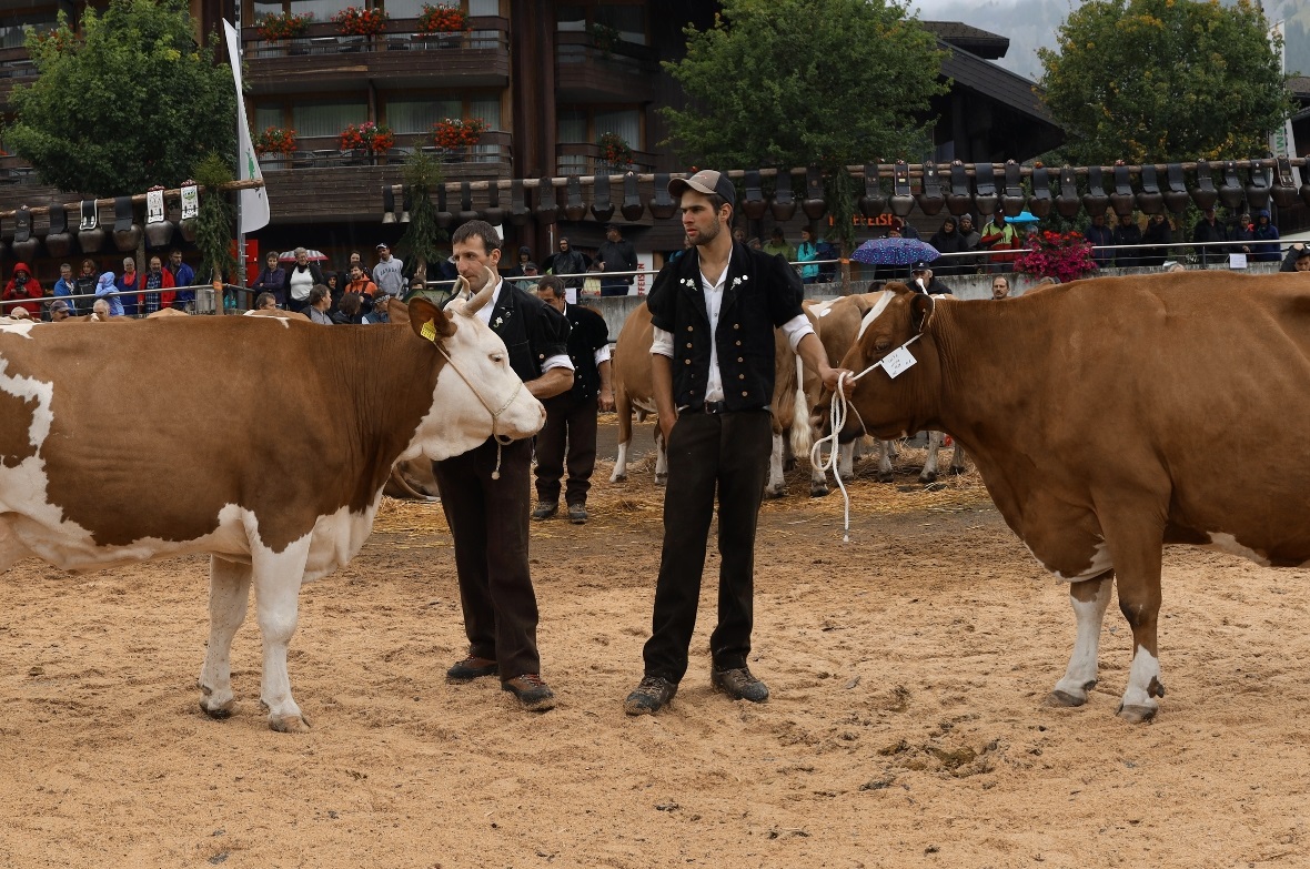Miss Protein, Palme, mit dem Besitzer Stefan Klopfenstein und Irina, Miss mit de...