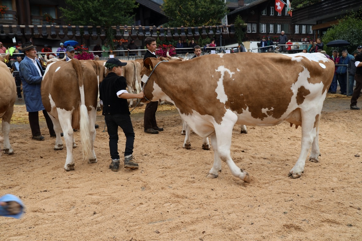 Miss RH, Vera von Besitzer Niklaus Walker, vorgeführt von Nick Christeler.