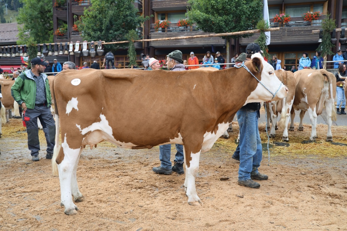 Miss SF Schöneuter Trudi mit ihrem Besitzer Hermann Klopfenstein.