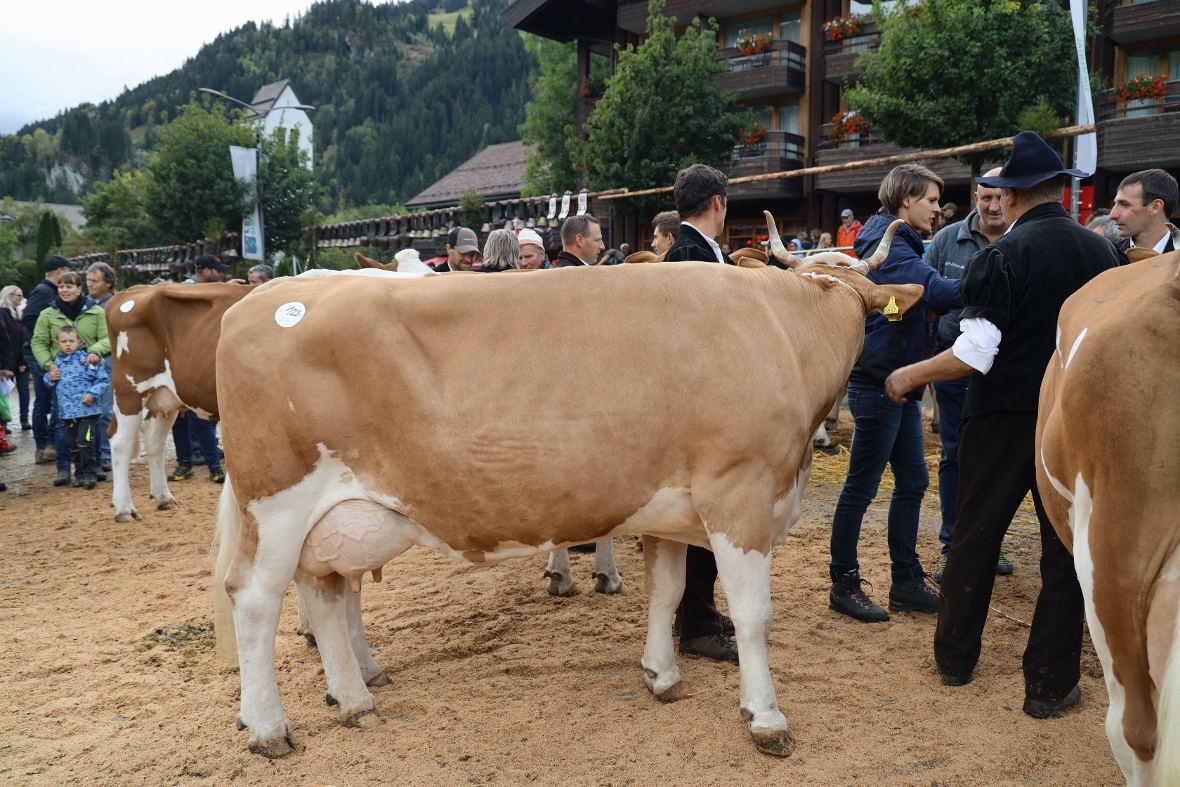 Miss Simmental Schöneuter mit ihren Besitzern Nicole und Samuel Humm-Zbären.