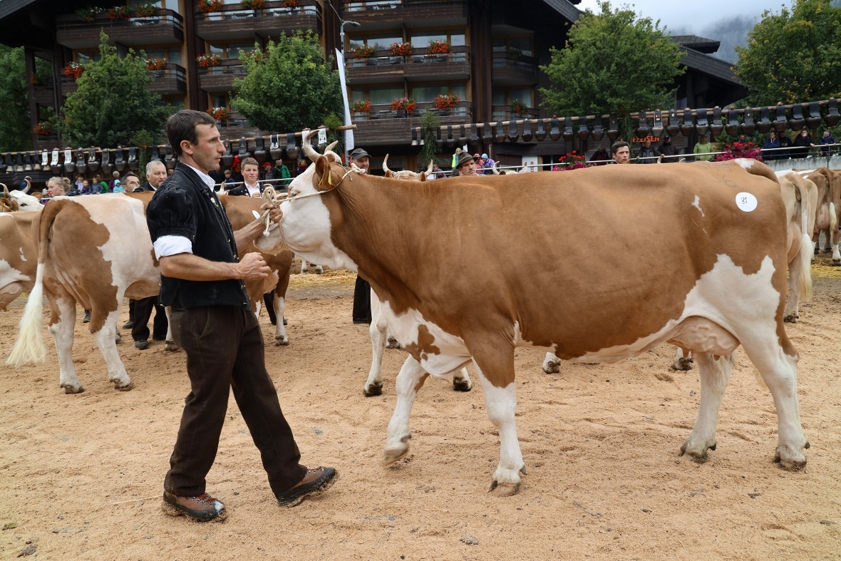 Miss Simmentaler, Sara, mit dem Besitzer Stefan Klopfenstein.