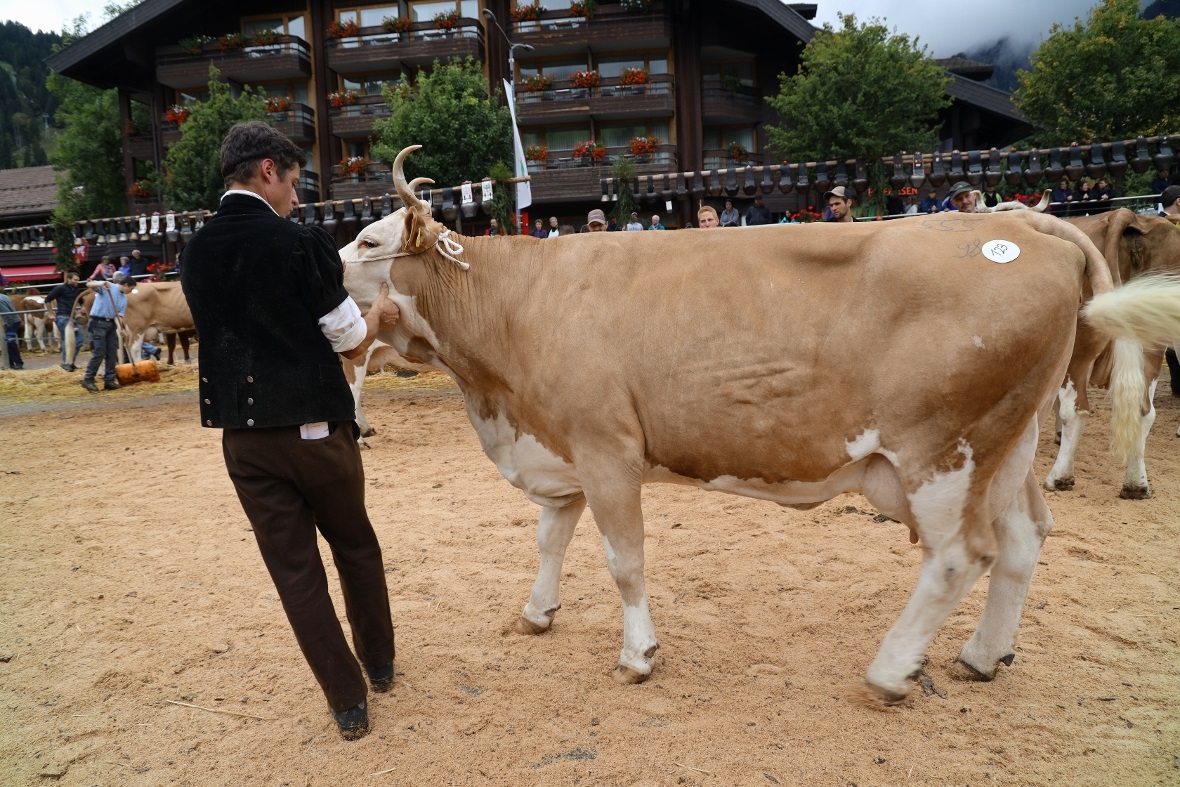 Miss Simmentaler Schöneuter Helga mit dem Besitzer Samuel Humm.