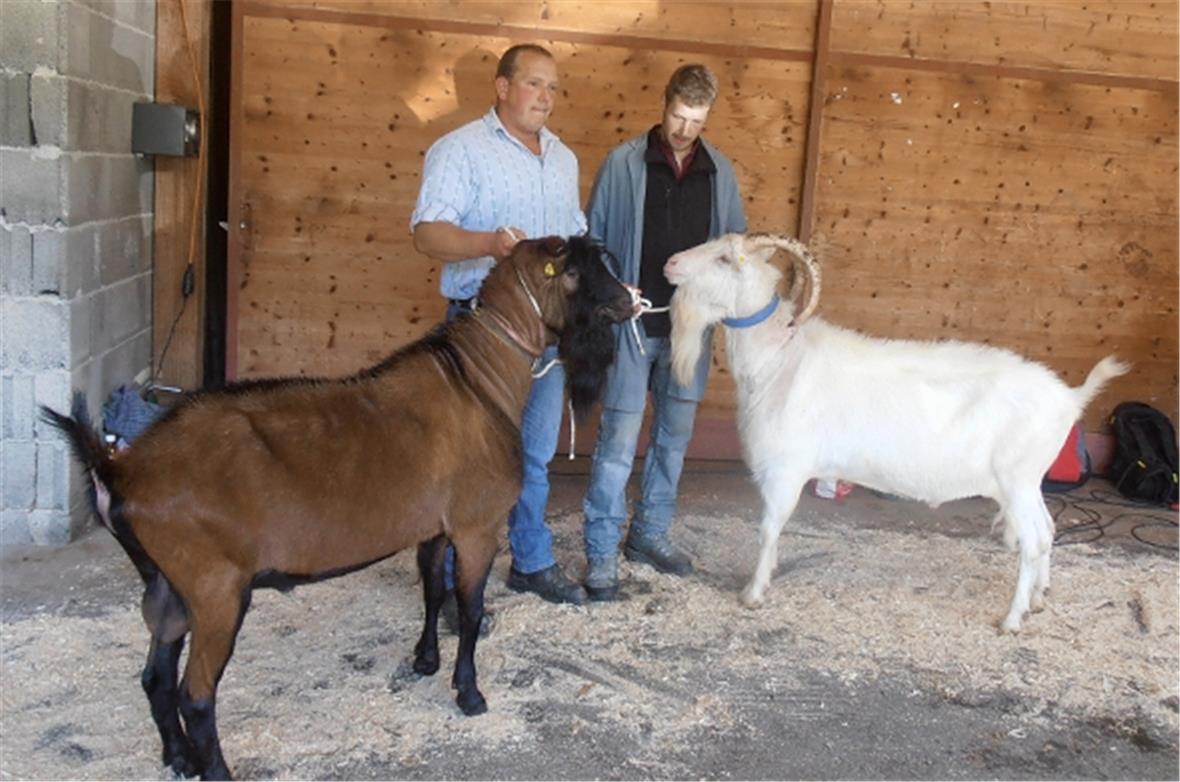 Mister gämsfarbige Böcke, Koni (Pt. 666) von Beat Schöpfer, Wiesenberg NW, und Mister Saanenböcke, Bruno (Pt. 666) von Daniel Eschler, Boltigen.