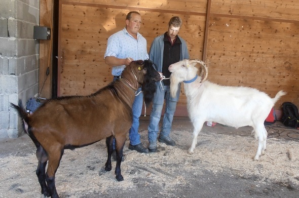 Mister gämsfarbige Böcke, Koni (Pt. 666) von Beat Schöpfer, Wiesenberg NW, und Mister Saanenböcke, Bruno (Pt. 666) von Daniel Eschler, Boltigen.