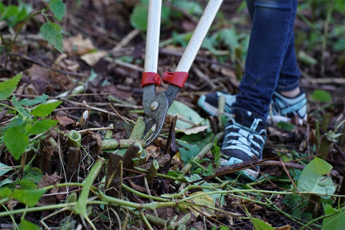 Mit Astscheren wurden die Stengel des Japanischen Staudenknöterichs abgeschnitte...