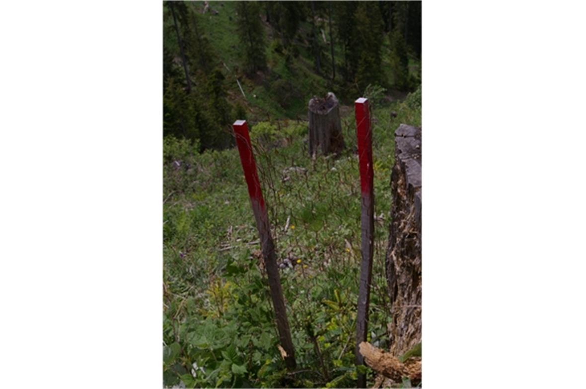 Mit Drahtgitter  und Plastikrohren versucht man die Bäumchen vor Widlfrass zu sc...